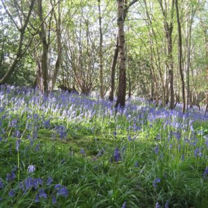 PASHLEY MANOR GARDENS Bluebells By Kate Wilson