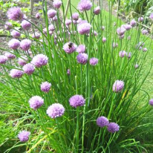 PASHLEY MANOR GARDENS Chives By Kate Wilson