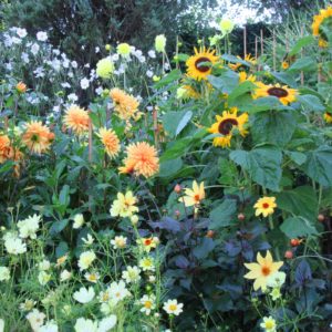 PASHLEY MANOR GARDENS Golden Beds By Kate Wilson