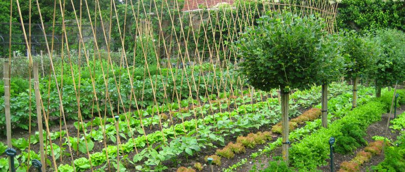 Full Time Kitchen Gardener Needed