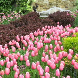 PASHLEY MANOR GARDENS Lutyens Beds By Kate Wilson Sq Crop Smaller