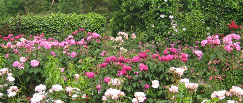 Special Rose Week