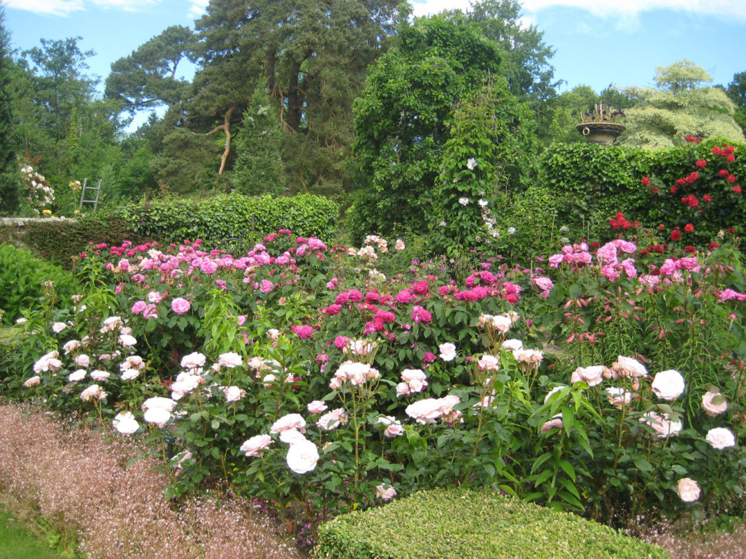 PASHLEY-MANOR-GARDENS-Rose-Garden-by-Kate-Wilson-(2) - Pashley Manor ...