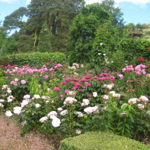 PASHLEY MANOR GARDENS Rose Garden By Kate Wilson