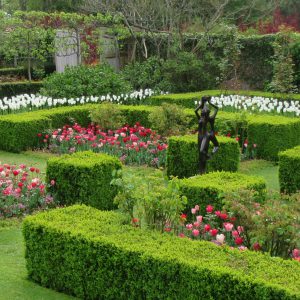 PASHLEY MANOR GARDENS Rose Garden By Kate Wilson Sq Crop