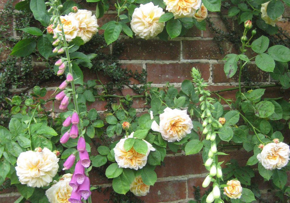 PASHLEY MANOR GARDENS Roses And Foxgloves By Kate Wilson