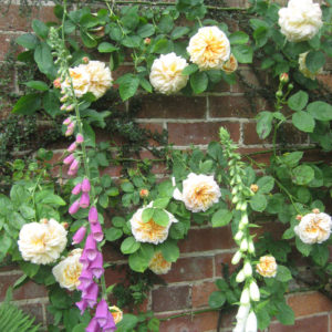 PASHLEY MANOR GARDENS Roses And Foxgloves By Kate Wilson