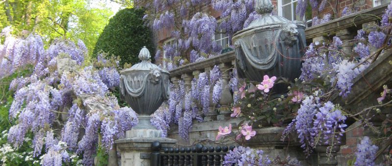 Wisteria In Full Bloom And Still Lots Of Lovely Colour From Tulips