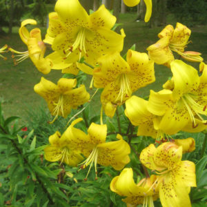 PASHLEY MANOR GARDENS Yellow Lilies By Kate Wilson