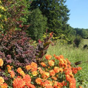 PASHLEY MANOR GARDENS Dahlias By Kate Wilson Small