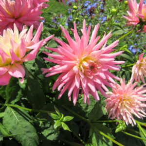 PASHLEY MANOR GARDENS Pink Dahlias By Kate Wilson