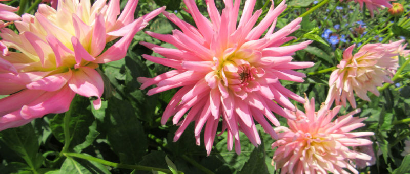 Two More Dahlia Talks Added