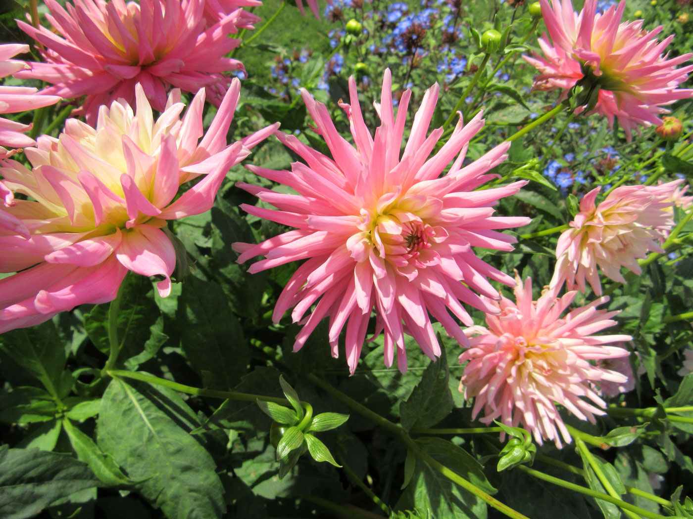 PASHLEY MANOR GARDENS Pink Dahlias By Kate Wilson