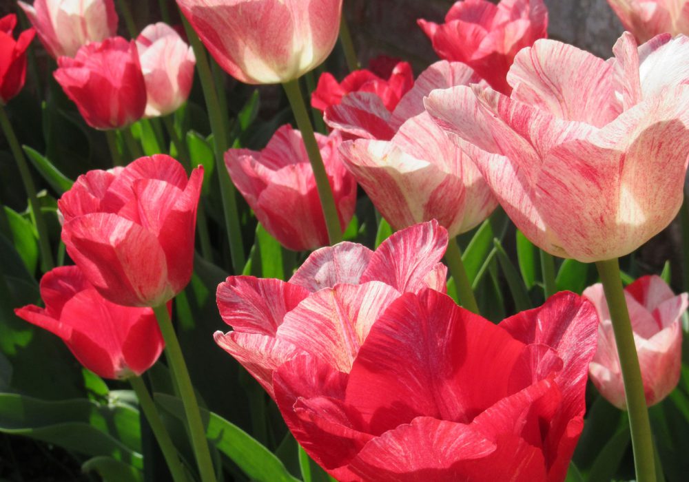 Pashley Manor Gardens Pinks And Reds By Kate Wilson