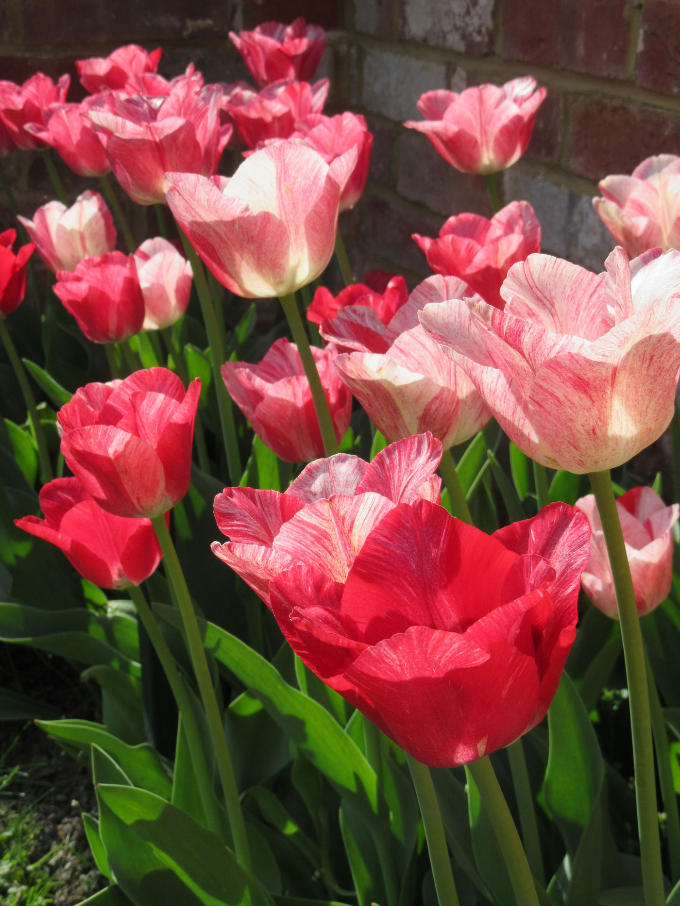 PASHLEY MANOR GARDENS Pinks And Reds By Kate Wilson