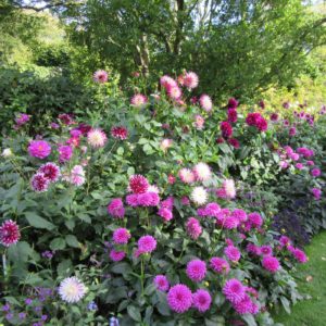 PASHLEY MANOR GARDENS Purple Dahlias By Kate Wilson