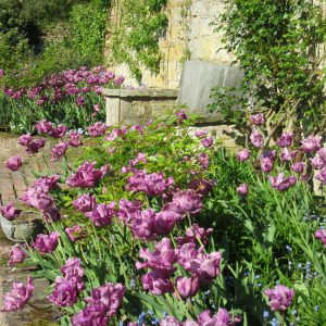 PASHLEY MANOR GARDENS Purples By The Pool By Kate WIlson