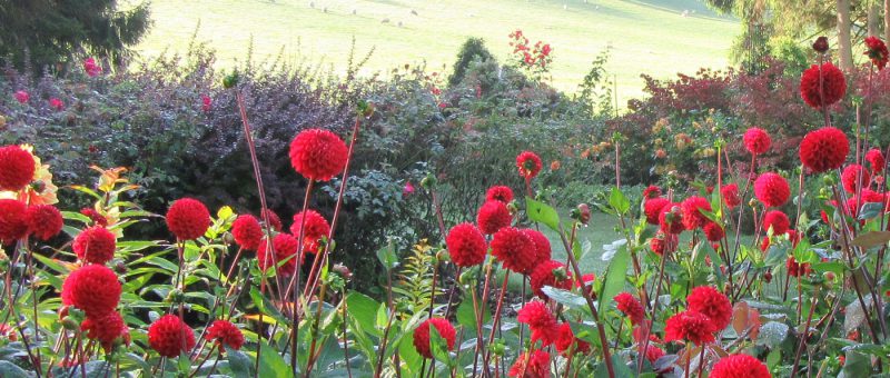 Dahlia Days And Summer Displays