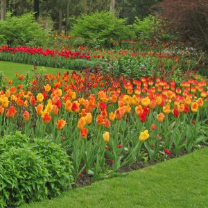 PASHLEY MANOR GARDENS Tulips In The Hot Bordersby Kate Wilson