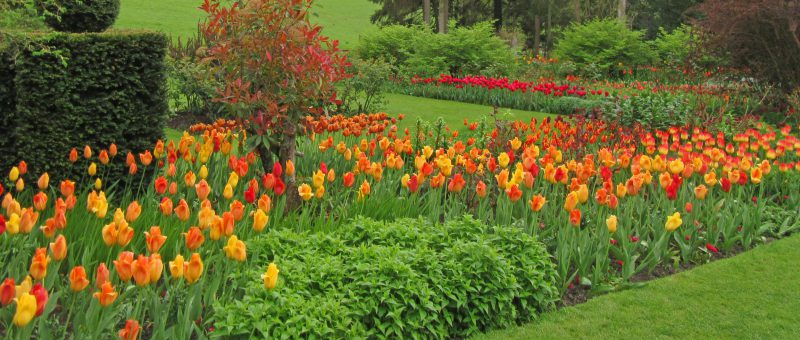 Tulip Festival