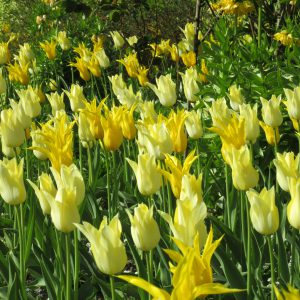 PASHLEY MANOR GARDENS Yellow Tulips 2 By Kate Wilson Crop Smaller