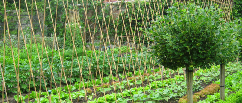 Kitchen Garden Week