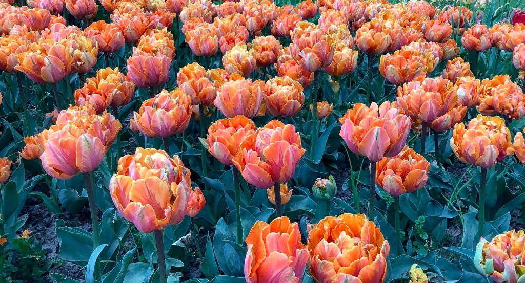 orange princess.jpg adj - Pashley Manor Gardens