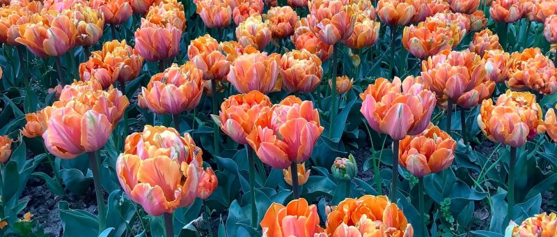 Tulip Festival