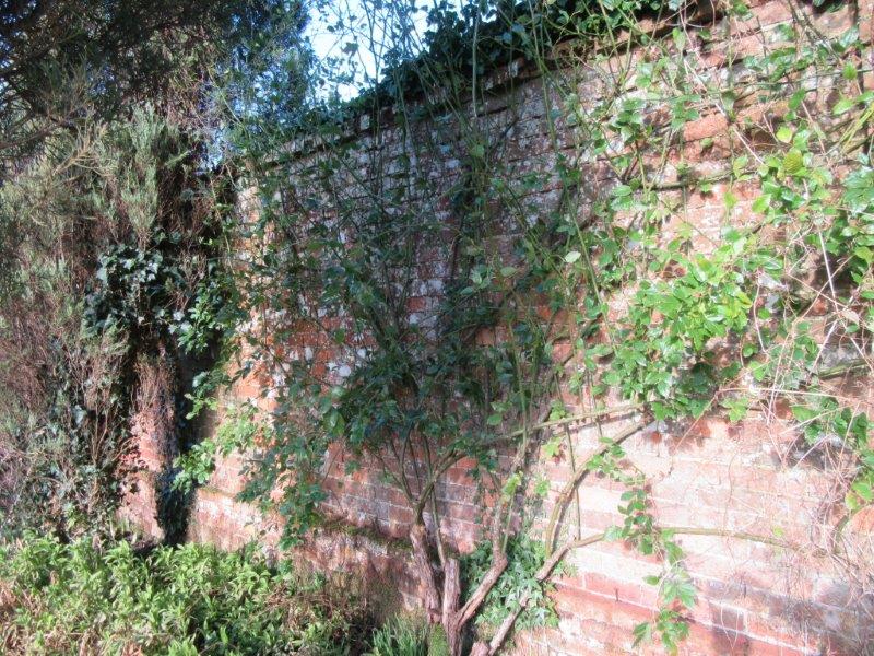 Climbing Rose Before Pruning