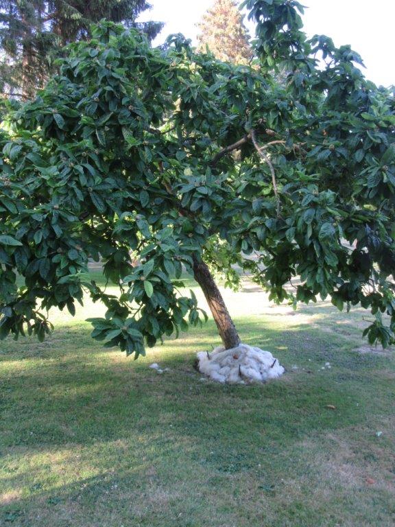 Woolly Slippers On The Fruit Trees