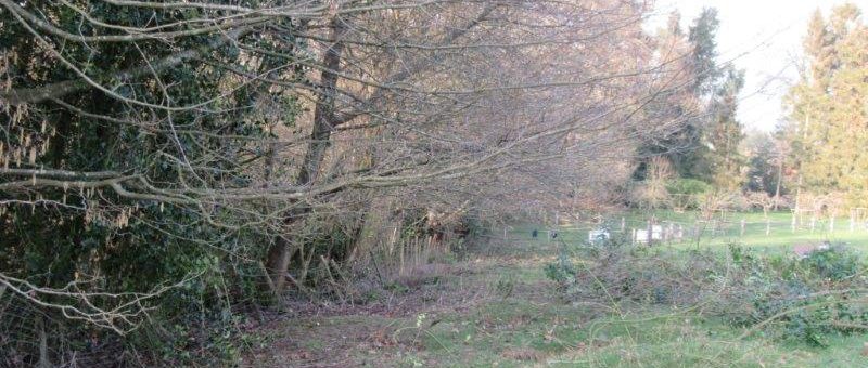 Cutting Back Rhododendrons In The Field