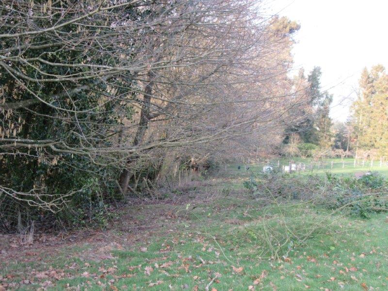 Cutting Back Rhododendrons In The Field