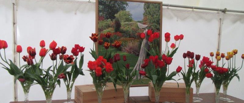 Tulip Marquee