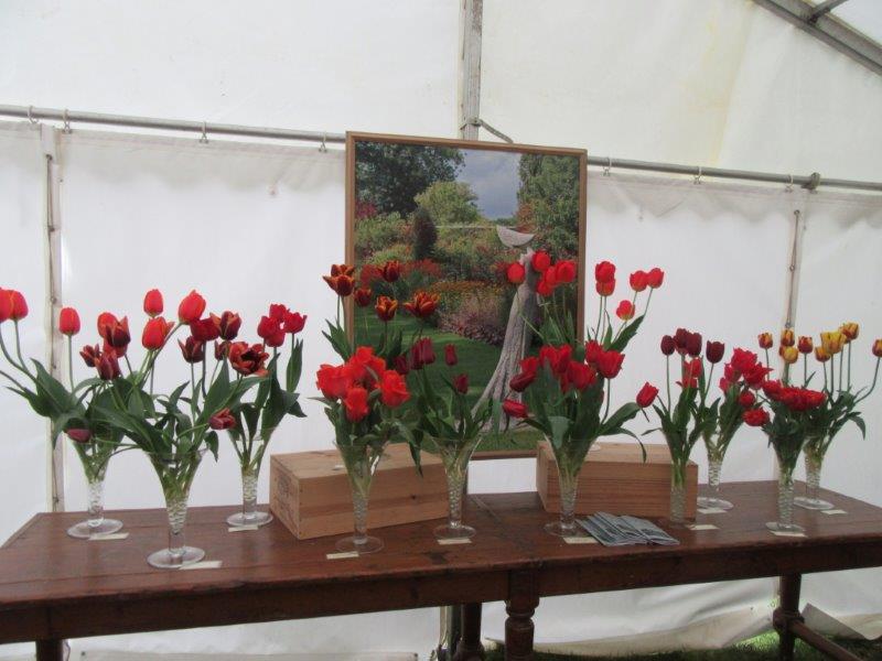 Tulip Marquee