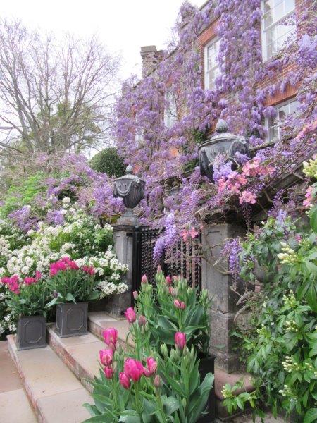 Tulips Looking Lovely