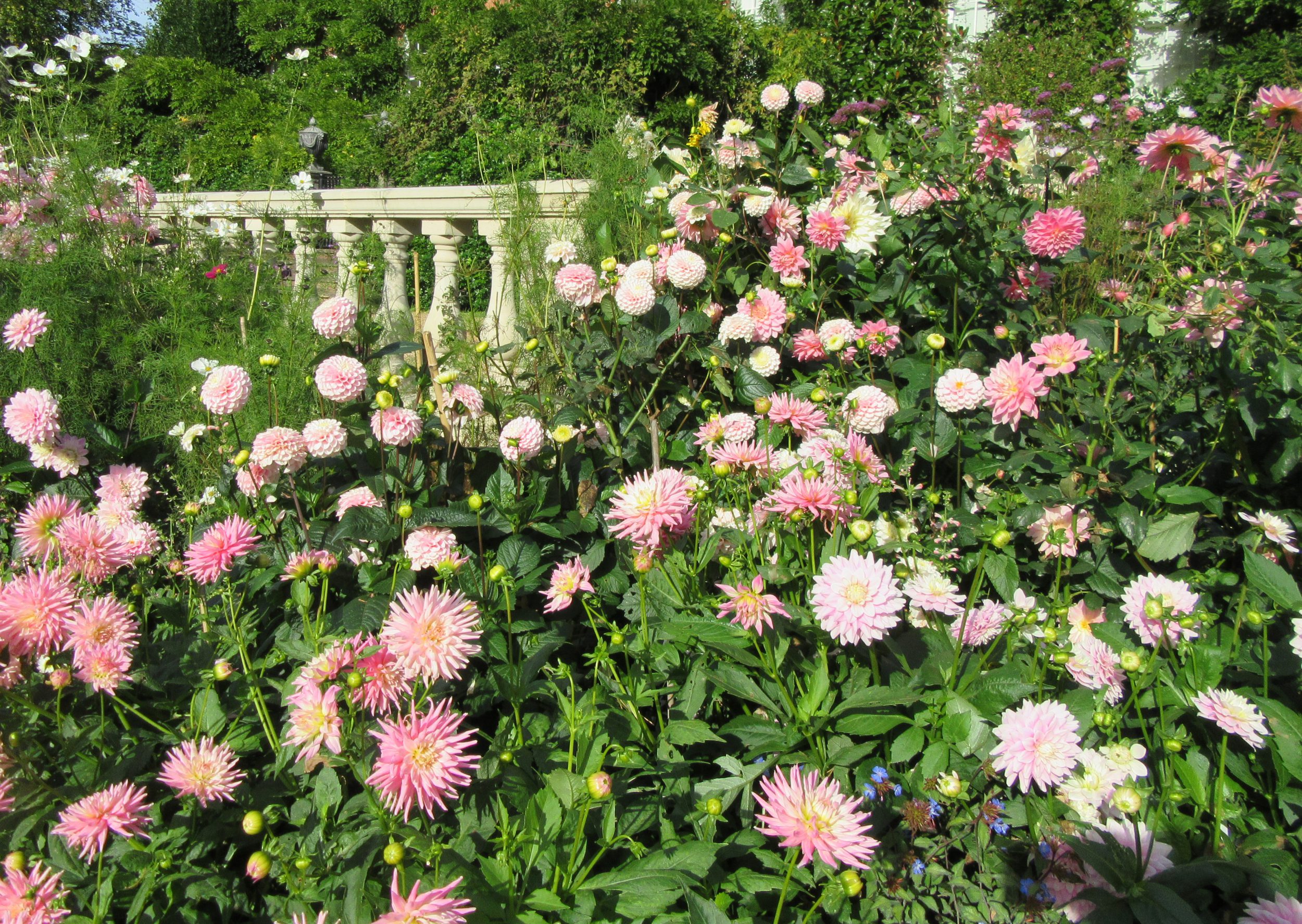 PASHLEY MANOR GARDENS Pink dahlias and Terrace by Kate Wilson