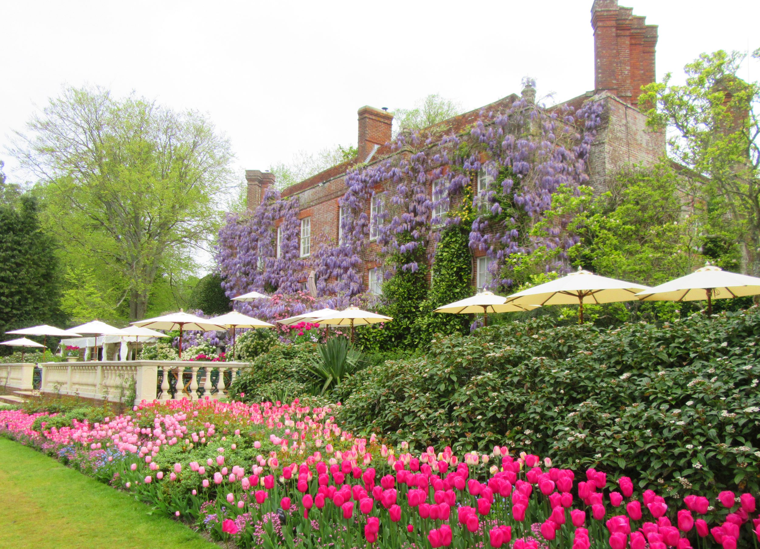 PASHLEY MANOR GARDENS back terrace, tulips and wisteria by Kate Wilson