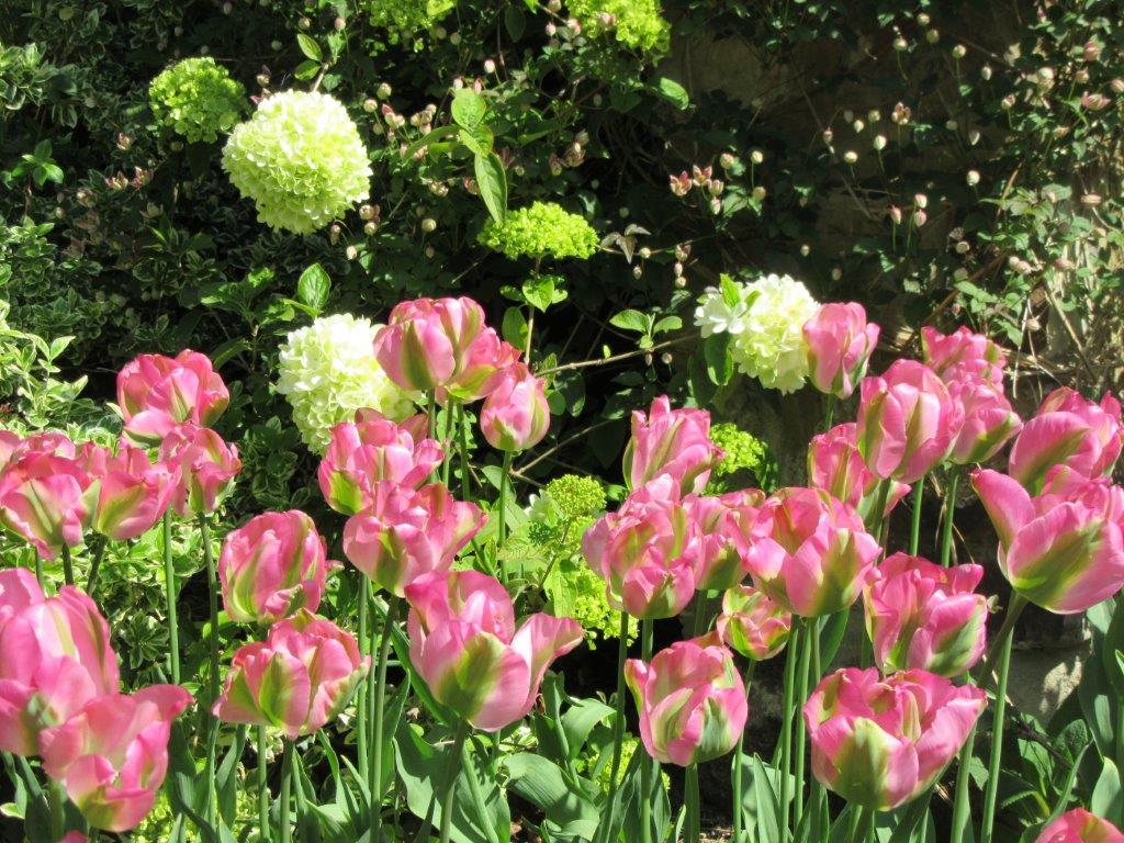 Small Tulips Greenland And Viburnum Macrocep[ahlium