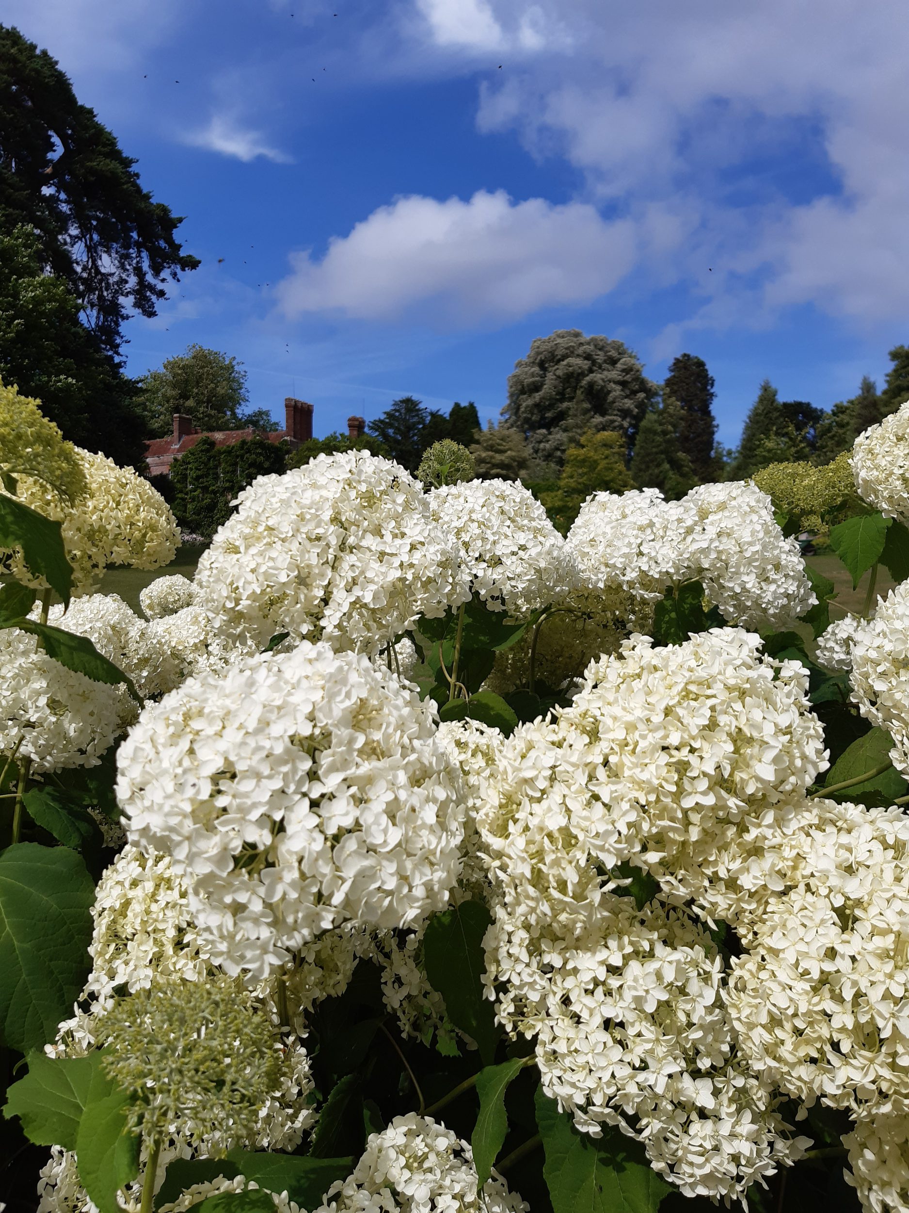 Hydrangea Greg