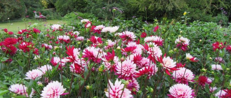 Dahlias Looking Gorgeous Through August And September