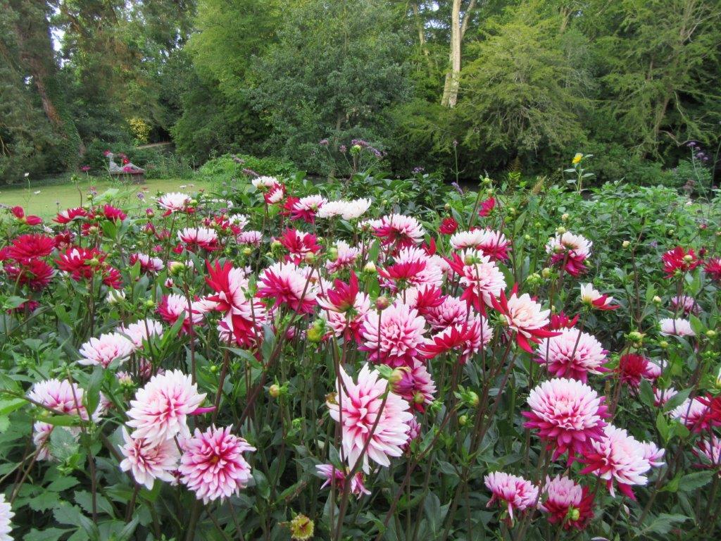 Dahlias Looking Gorgeous Through August And September