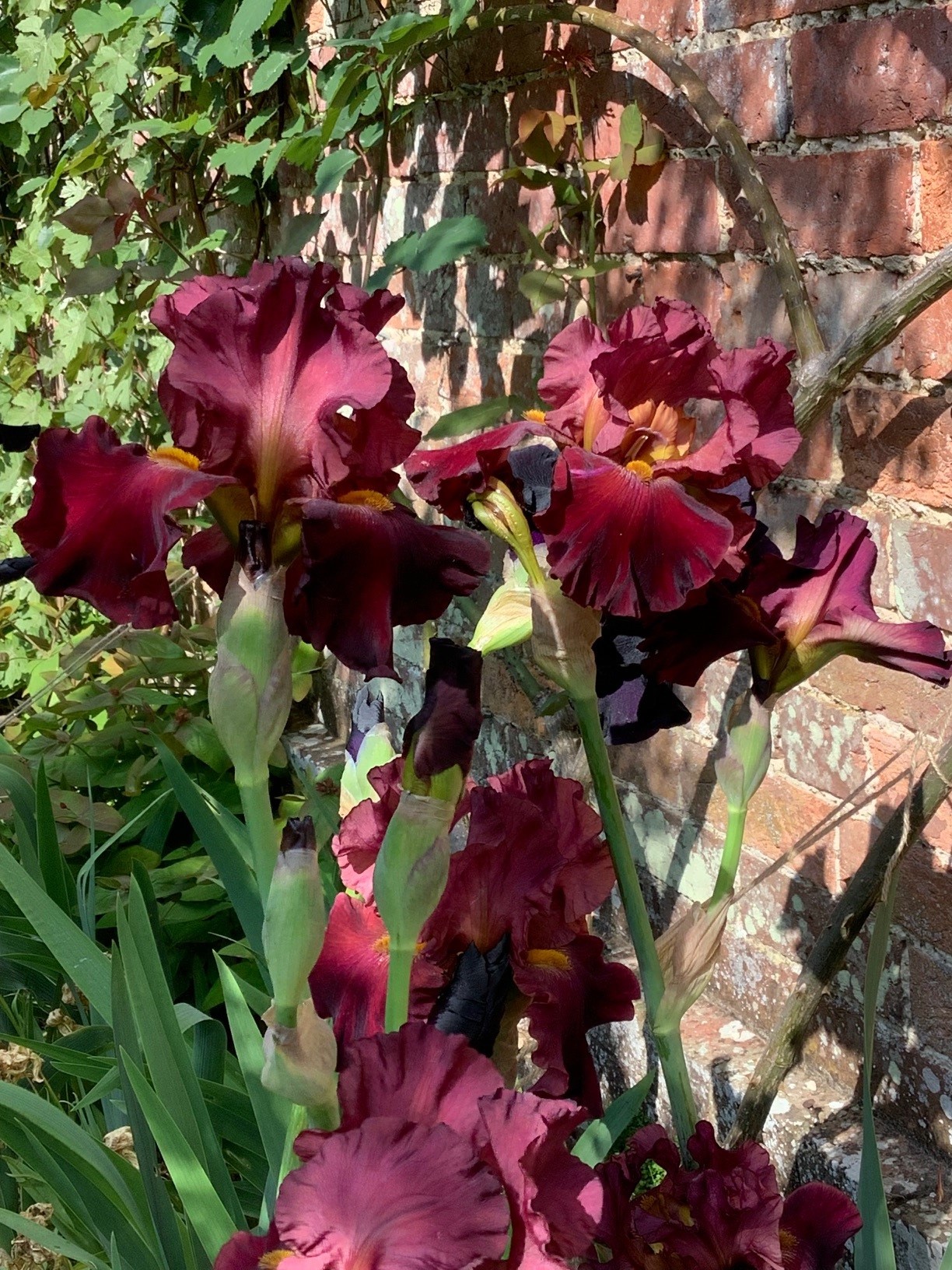 Irises