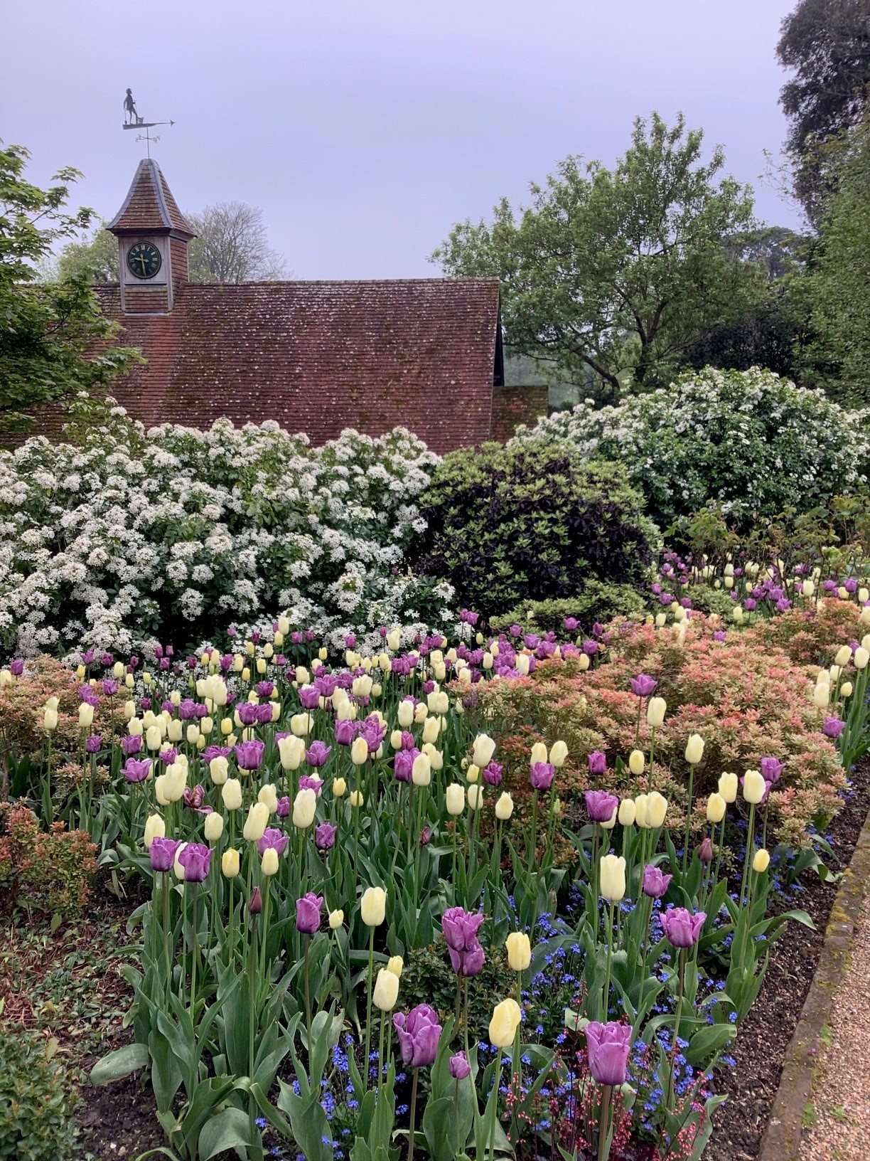 Tulip 2nd May