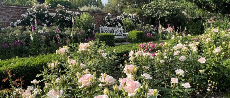 Rose Week On Now!